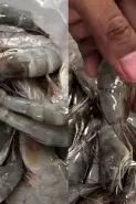 Wajib tahu! Ini cara baru menyimpan udang supaya tetap segar, antiamis, dan warnanya tak menghitam