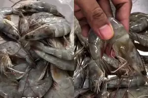 Wajib tahu! Ini cara baru menyimpan udang supaya tetap segar, antiamis, dan warnanya tak menghitam