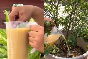 Modal Rp5.000, pohon jeruk di rumah auto berbuah lebat pakai pupuk dari 3 bahan dapur ini