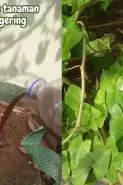 Tak banyak yang tahu, ternyata 2 bahan dapur ini bisa bantu bikin tanaman kering tumbuh subur lagi