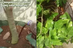Tak banyak yang tahu, ternyata 2 bahan dapur ini bisa bantu bikin tanaman kering tumbuh subur lagi