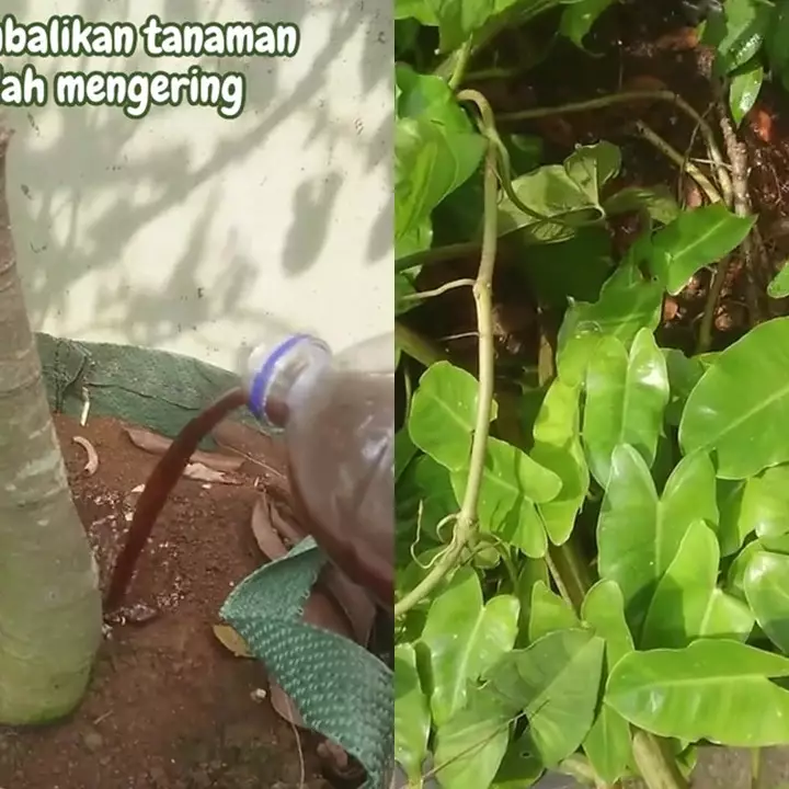 Tak banyak yang tahu, ternyata 2 bahan dapur ini bisa bantu bikin tanaman kering tumbuh subur lagi