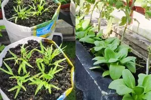 Ingin punya sayuran hijau yang subur tak berlubang daunnya? Gunakan pupuk cair dari 2 ampas dapur ini