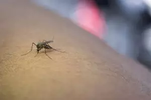 Waspada DBD di musim hujan, ini 10 cara pencegahan paling efektif namun sering diabaikan