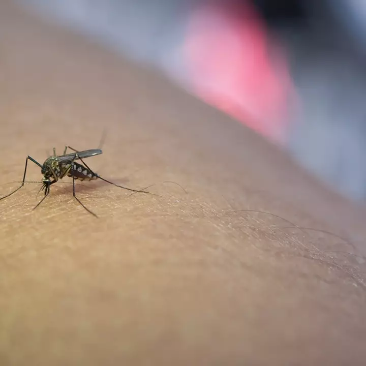 Waspada DBD di musim hujan, ini 10 cara pencegahan paling efektif namun sering diabaikan
