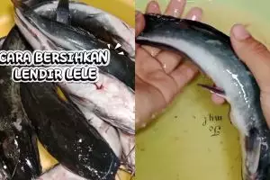 Suka masak lele tapi risih dengan lendirnya? Ini 2 cara ampuh membersihkannya biar kesat dan antiamis