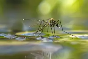 Bukan hanya genangan air, ini 10 fakta mengejutkan tentang penularan DBD yang perlu kamu tahu