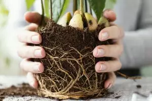 Akar tanaman rentan busuk saat musim hujan, cukup gunakan 1 bahan dapur ini untuk mencegahnya