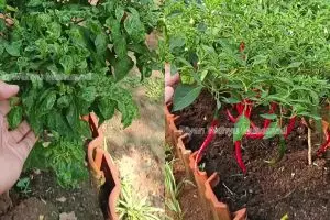 Daun keriting pada tanaman cabai bukan lagi masalah, semprot larutan 3 rempah dapur ini