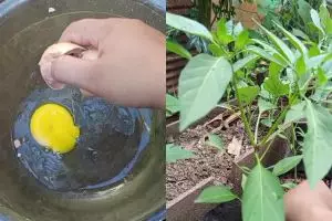 Ternyata telur bisa jadi POC yang bikin tanaman cepat berbunga dan berbuah lebat, simak cara pakainya