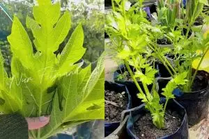 Ingin tanaman sehat bebas dari penyakit? Gunakan daun pepaya dan 2 bahan dapur ini untuk mengatasinya