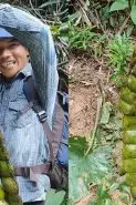 Viral penemuan petai raksasa di hutan yang panjangnya capai 1 meter, warganet: memang bisa dimakan?