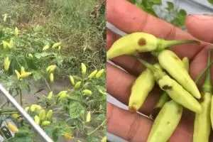 Musim hujan bikin busuk buah di tanaman cabai? Jangan panik! Langsung atasi dengan 1 bumbu dapur ini