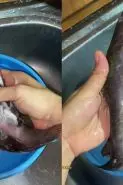 Tak perlu ditaburi tepung, ini cara ampuh hilangkan lendir ikan patin dalam 10 detik