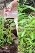 Ingin tanaman kangkung subur dan berdaun lebar? Cukup pakai pupuk dari rendaman ampas dapur ini
