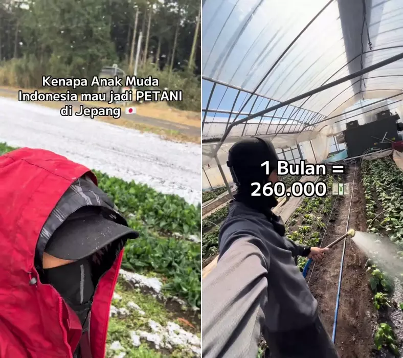 Sarjana cumlaude pilih jadi petani di Jepang © 2025 TikTok Sarjana cumlaude pilih jadi petani di Jepang © 2025 TikTok