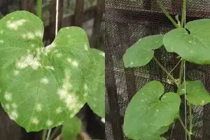 Tanaman melon terkena hama jamur embun tepung? Coba pakai rempah dapur ini untuk membasminya