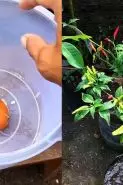 Ingin tanaman cabai berbuah lebat dan besar? Cukup gunakan pupuk dari telur dan 1 minuman ini