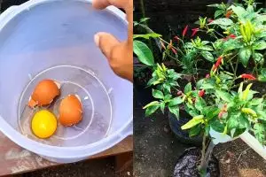 Ingin tanaman cabai berbuah lebat dan besar? Cukup gunakan pupuk dari telur dan 1 minuman ini