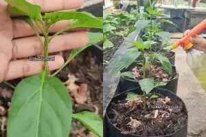 Wajib tahu! Ternyata bawang putih bisa ampuh usir hama semut di tanaman, begini cara pakainya