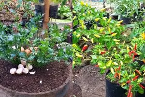 Daripada dibuang langsung ke tanaman, olah cangkang telur pakai cara ini biar nutrisinya terserap 