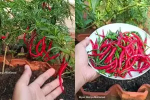 Petani rumahan ini bagikan trik cegah buah cabai busuk saat musim hujan, modalnya cuma 2 bahan dapur 