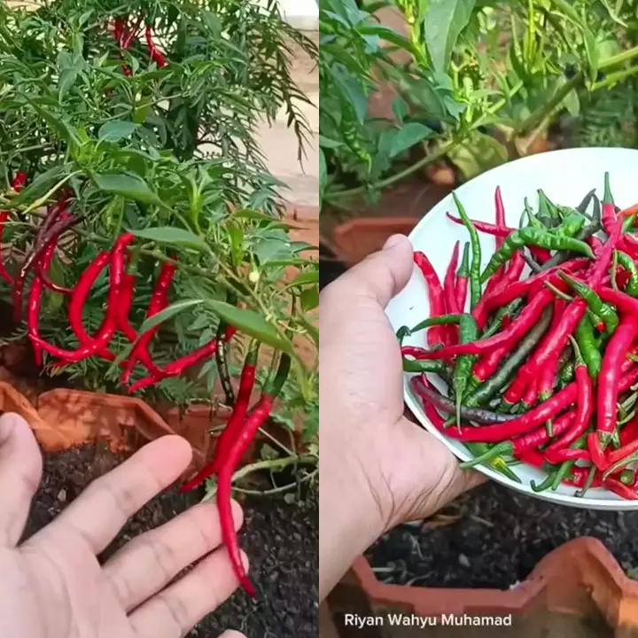 Petani rumahan ini bagikan trik cegah buah cabai busuk saat musim hujan, modalnya cuma 2 bahan dapur 