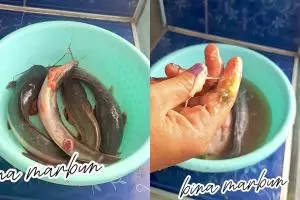 Lendir ikan lele sering bikin risih? Coba bersihkan dengan cara ini biar luntur tanpa digosok