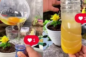 Ingin tanaman cepat berbuah? Coba pakai pupuk dari telur dan 2 bumbu dapur ini