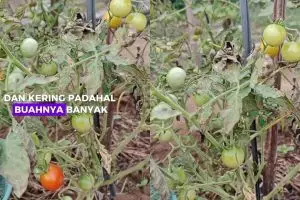 Daun tanaman tomat kering padahal buahnya lebat? Jangan dibiarkan! Siram pakai rendaman ampas dapur