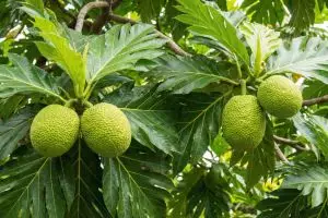 Trik ampuh menghilangkan getah sukun agar hasil olahannya nggak pahit dan gatal di lidah