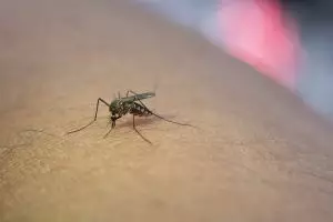 Musim hujan mulai banyak nyamuk di rumah? Coba solusi jitu ini untuk mengatasinya pakai 2 bahan dapur