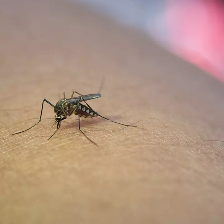 Musim hujan mulai banyak nyamuk di rumah? Coba solusi jitu ini untuk mengatasinya pakai 2 bahan dapur