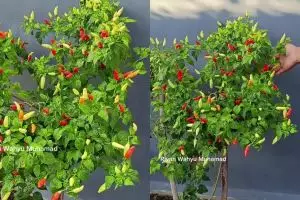 Tanaman cabai sulit berbuah? Atasi dengan 2 bahan dapur ini biar subur dan lebat