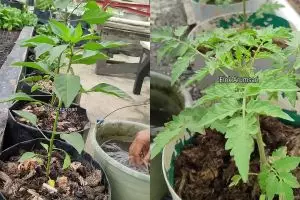 Semut di dalam media tanam bisa ganggu pertumbuhan tanaman, pakai 1 bahan dapur ini untuk mengusirnya 