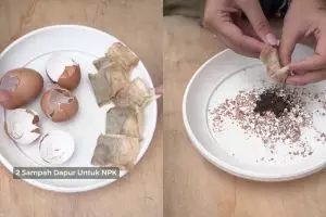 Cara olah cangkang telur dan ampas teh jadi pupuk NPK, praktis cuma butuh 3 langkah