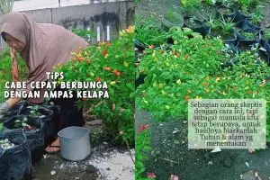 Trik supaya tanaman cabai cepat berbunga dan buahnya lebat, coba taburkan 2 ampas dapur ini