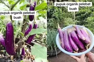 Cara mudah bikin pupuk organik pelebat tanaman buah, modalnya cuma pakai bahan-bahan dapur ini