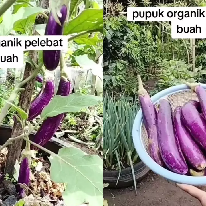 Cara mudah bikin pupuk organik pelebat tanaman buah, modalnya cuma pakai bahan-bahan dapur ini