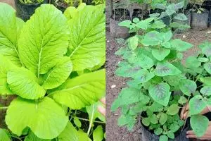 Takut tanaman sawi dan bayam bolong karena hama? Segera cegah pakai pestisida dari 2 bahan dapur