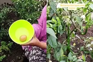 Punya telur busuk jangan dibuang! Ini cara pakainya untuk pupuk tanaman agar tak mengundang lalat