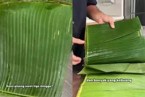 Jangan asal rendam, ini cara simpan daun pisang biar tak kering dan tetap hijau hingga 3 minggu 