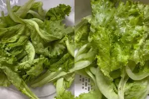 Punya selada layu jangan langsung dibuang! Atasi dengan 1 bahan minuman ini biar segar dan renyah lagi