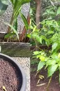 Ternyata semudah ini suburkan tanaman yang hampir mati, cukup pakai pupuk dari 2 bahan dapur