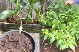 Ternyata semudah ini suburkan tanaman yang hampir mati, cukup pakai pupuk dari 2 bahan dapur