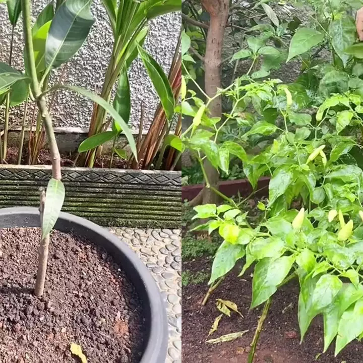 Ternyata semudah ini suburkan tanaman yang hampir mati, cukup pakai pupuk dari 2 bahan dapur