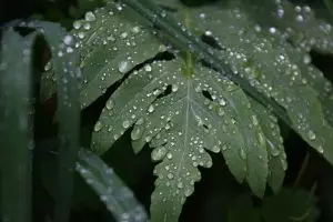 100 Kata-kata mutiara embun pagi, bangkitkan motivasi hidup