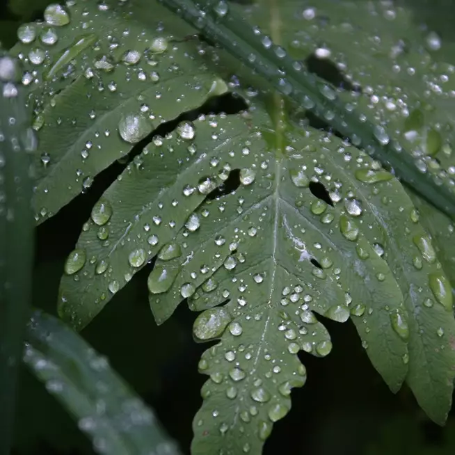 100 Kata-kata mutiara embun pagi, bangkitkan motivasi hidup