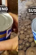 Tak perlu direndam air, ini trik jitu simpan susu kental manis yang sudah dibuka biar bebas dari semut