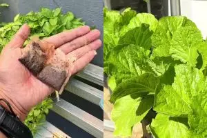 Bisa jadi pupuk gratis, ini trik pakai ampas teh untuk suburkan tanaman sawi biar bebas hama